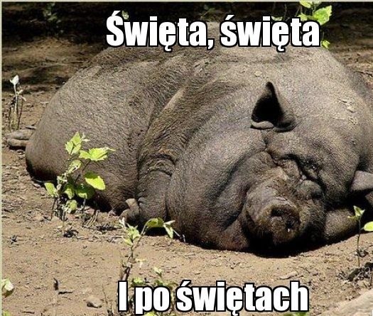 Zmęczone zwierzę po świętach